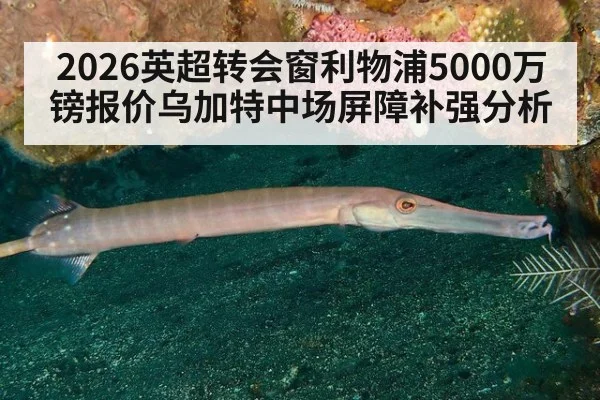 2026英超转会窗利物浦5000万镑报价乌加特中场屏障补强分析